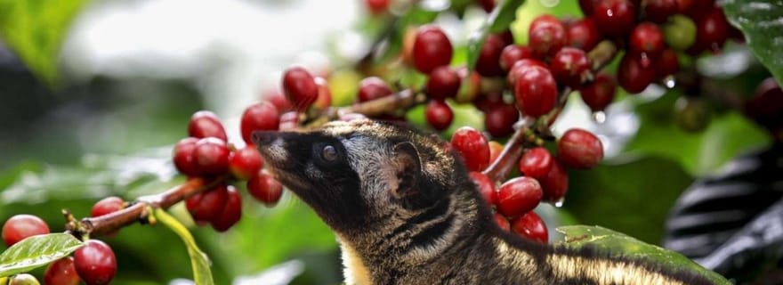 Café du lever du soleil et cours de yoga du matin