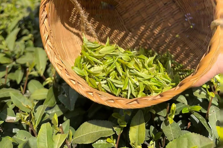 Hangzhou: Meijiawu Tea Picking, Roasting, Tasting Experience