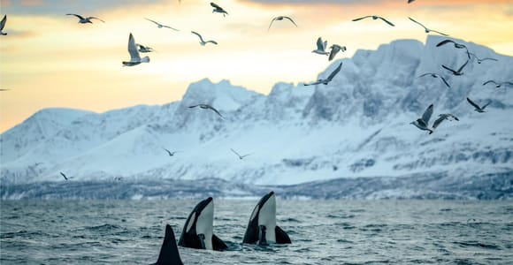 From Tromsø: Skjervoy Whale Watching RIB Boat Tour
