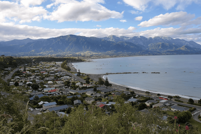 Christchurch: Kaikoura Day Tour with Hotel Pickup