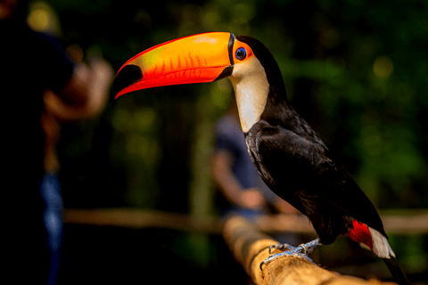 شلالات إجواسو الجانب البرازيلي، وحديقة الطيور وجولة بطائرة هليكوبترمن فوز دو إيغواسو