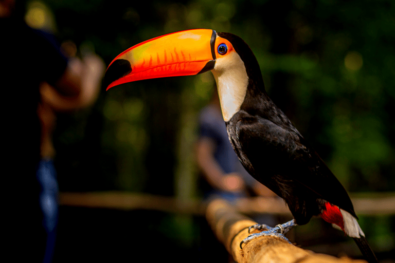 شلالات إجواسو الجانب البرازيلي، وحديقة الطيور وجولة بطائرة هليكوبترمن فوز دو إيغواسو
