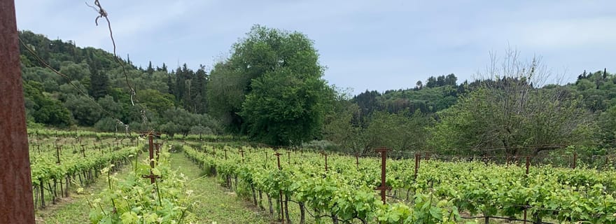 Visite des vignobles de Céphalonie en vélos électriques
