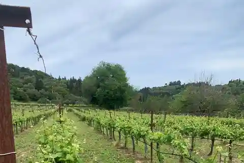 Kefalonia Wine Tour on E-Bikes