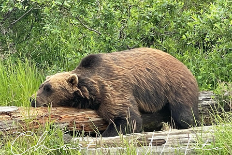 Anchorage: Glacier & Wildlife Discovery Tour (7-hours)