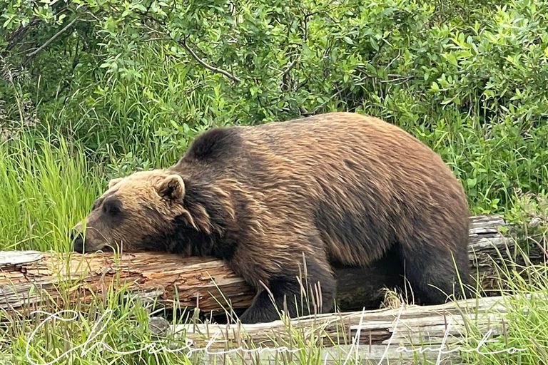 Anchorage: Glacier & Wildlife Discovery Tour (7-hours)