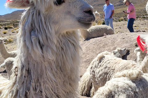 From Arequipa: Colca Canyon Day Hike