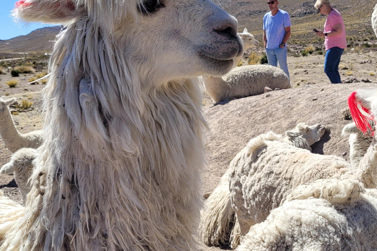 From Arequipa: Colca Canyon Day Hike