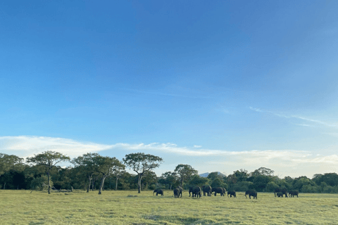 Minneriya National Park: Half-Day Evening Jeep Safari