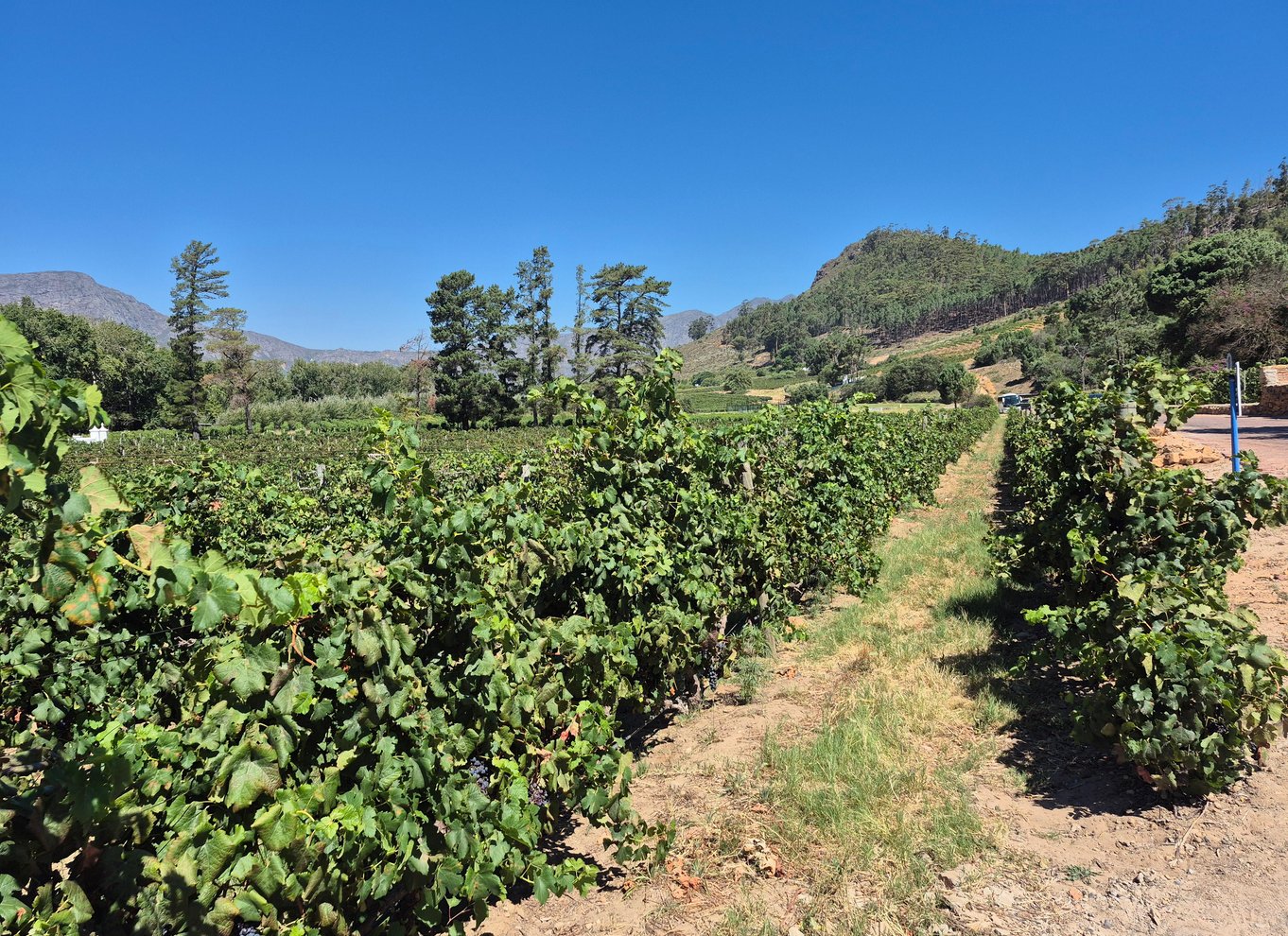 Vineyard Tour: Vin- og ostesmagning og vandretur i Franschhoek