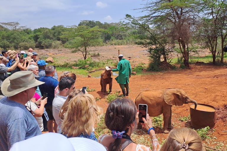 Nairobi: Orfanotrofio degli elefanti e delle giraffe David Sheldrick ...