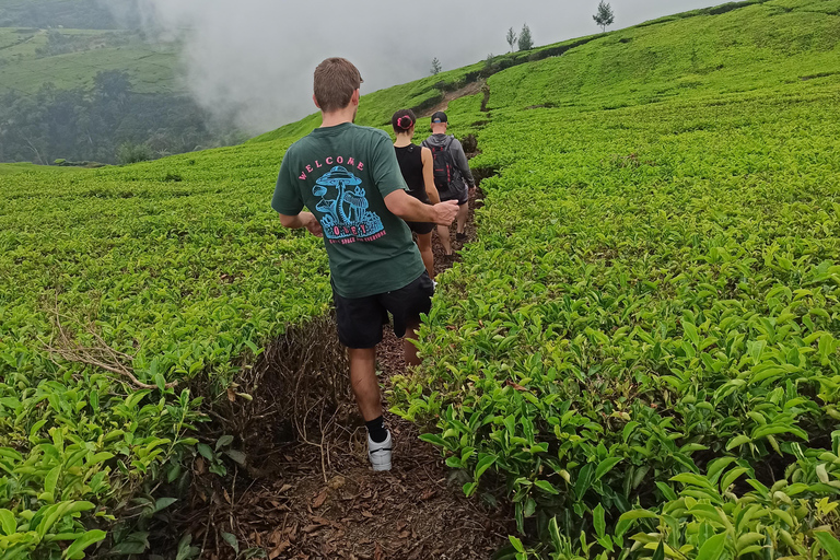 Vulcano, sorgenti calde, bagni di fango e tour del tè: tutto inclusoGiro aperto