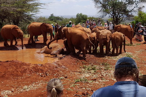 Nairobi: Parco nazionale, orfanotrofio degli elefanti e tour delle giraffe