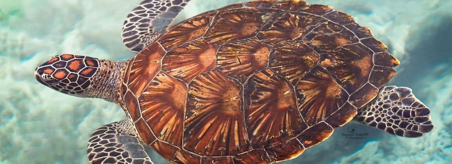 Zanzibar : île prison, sanctuaire des tortues marines + plage de Mtende