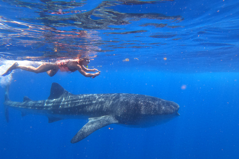 Swim with Whale Sharks from Cancun, Playa Del Carmen, Tulum