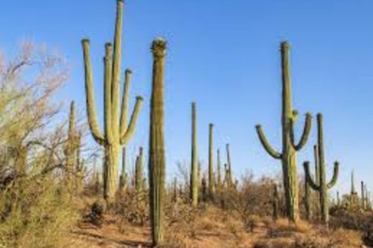 Phoenix: Saguaro National Park, Tombstone, & Bisbee Tour