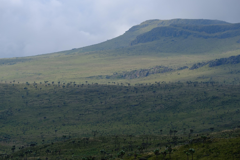 Aberdare National Park: Mount Satima Overnight Hike