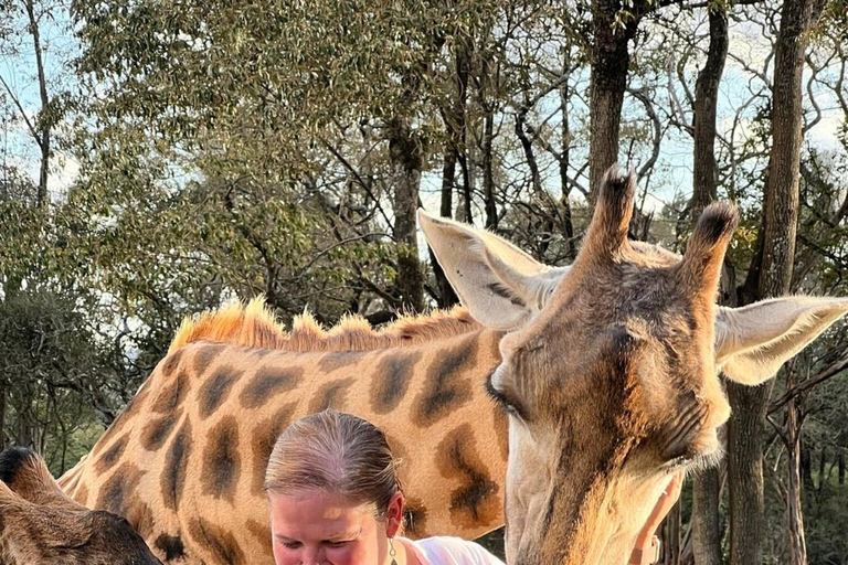 Nairobi: Giraffe Center And Karen Blixen Tour Giraffe Centre, Elephant Orphanage And Karen Blixen