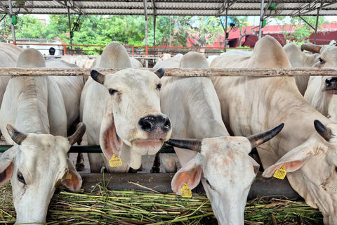 Jaipur: Birla Mandir and Gaushala. 2-Hour Cultural Immersion