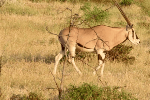 From Addis Ababa: 3-Day Awash Game Drive Safari Tour 3 Days Awash NP Game drive Safrai Tour