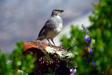 Huaraz: Discover the Majestic Lagoon 69