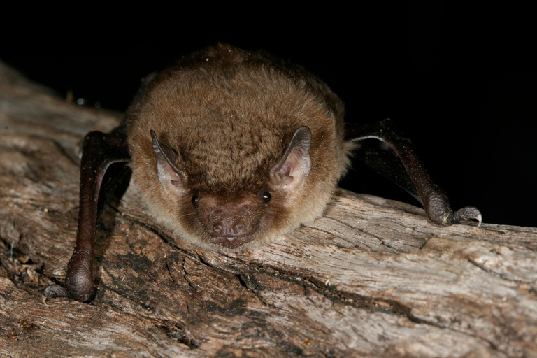 Atherton: Bat Sanctuary Tour with Guide