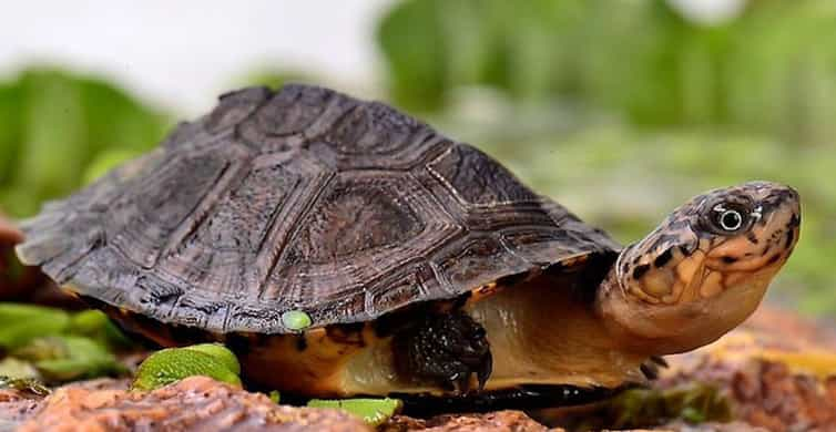 A Cupulatta: Turtle Sanctuary Skip-the-Line Entry Ticket | GetYourGuide