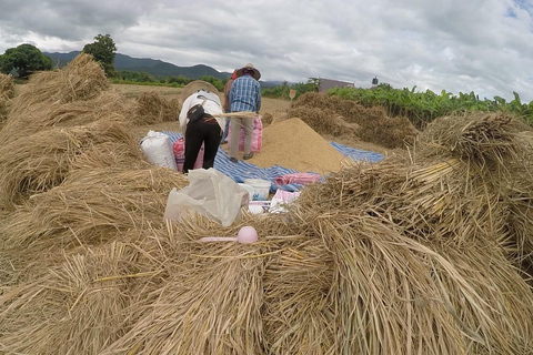 Chiang Mai: Sticky Waterfalls, Blue Pink Temple, and Cycling Chiang Mai: Sticky Waterfalls, Blue Pink Temple, and Market