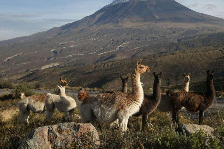 From Arequipa: Excursion to Salinas Lagoon