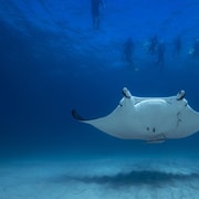 Coral Bay: Best of Ningaloo Mantas and More