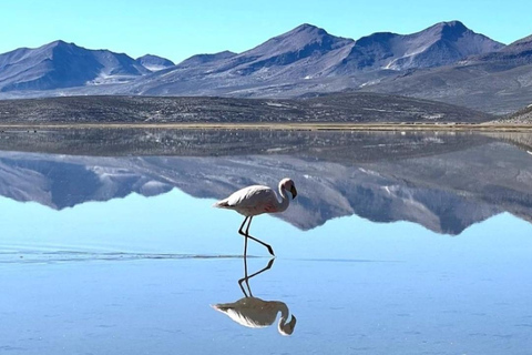 Giornata intera | Laguna di Salinas | Arequipa