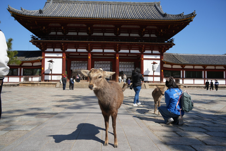 Japan Wonders: A 10-Day Adventure Japan Wonders
