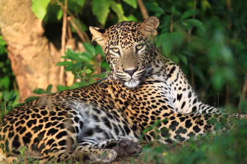 Από το Νεγκόμπο: Wilpattu National Park Safari Tour
