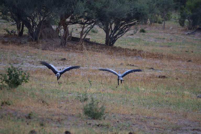 Victoria Falls: Safari game drive tour 3 hours