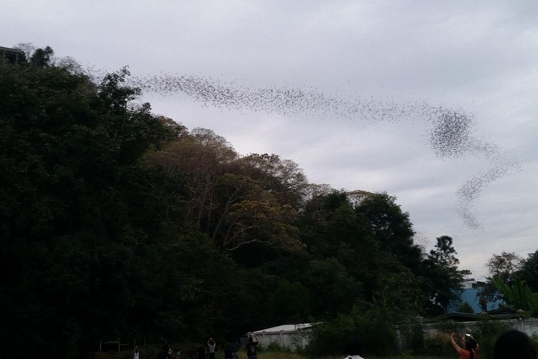 From Bangkok: Mangrove Forest and Bat Cave Private Day Tour