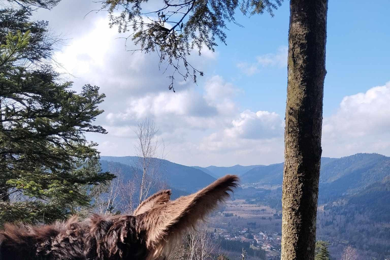 Luvigny: An unusual forest escape with a donkey