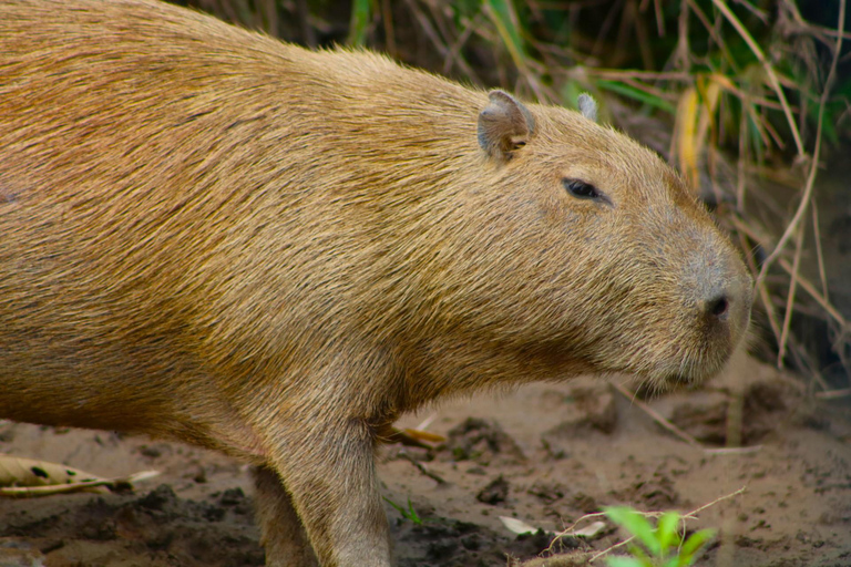 expedicion en bote por el rio tambapata