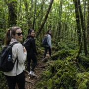 Tokyo: Mt. Fuji Hidden Gems and Aokigahara Forest Tour