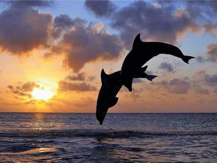 Lovina/Munduk: Snorkeling,dolphin & waterfall fun activities