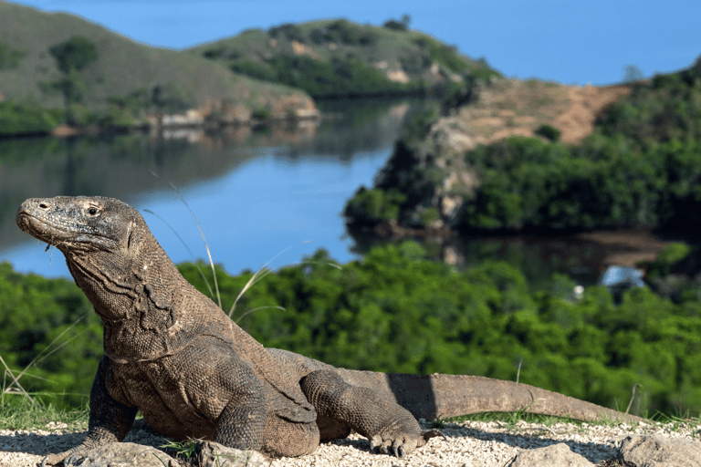 Tour en bateau d&#039;une journée à Komodo