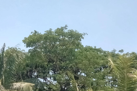 Battambang: escursione alla grotta dei pipistrelli con giro sul treno di bambùTreno serale Bamboo Train, pioggia, grotta dei pipistrelli giganti e grotta dei pipistrelli