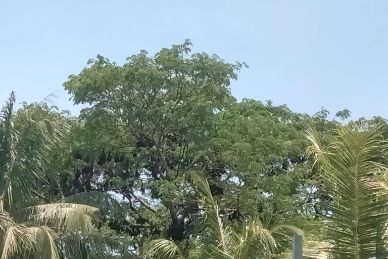 Battambang: escursione alla grotta dei pipistrelli con giro sul treno di bambùTreno serale Bamboo Train, pioggia, grotta dei pipistrelli giganti e grotta dei pipistrelli