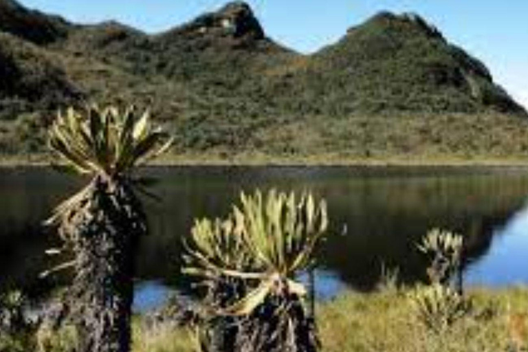 MEDELLIN: DAWN GARDEN TOUR WITH VISIT TO BETANIA - 2 DAYS AND 1 NIGHT