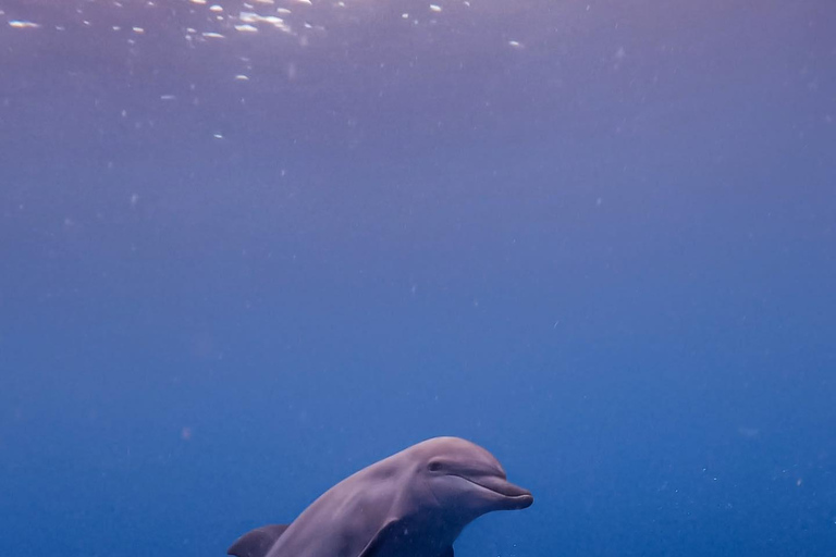 Tour dei delfini e nuoto con le tartarughe marine e grotta di Kuza