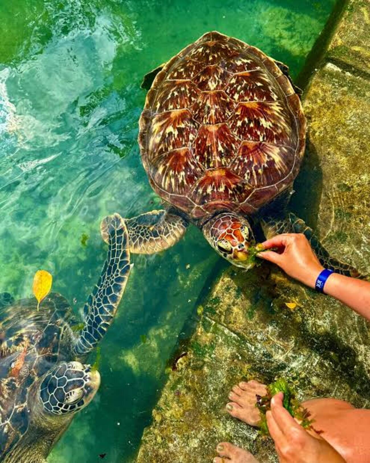 Sansibar: Schwimmen mit Meeresschildkröten im Baraka-Aquarium in Nungwi