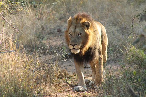 5-daagse all-inclusive Kruger &amp; Pano Tour van JHB