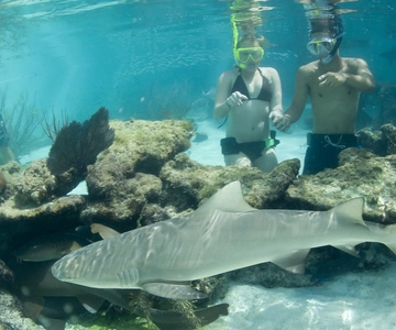 Saint Thomas: Shark Encounter at Coral World Ocean Park