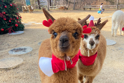 Seúl: Eobi Ice Valley, Alpaca World, isla de Nami y másExcursión compartida en bicicleta sobre raíles, encuentro en Myeongdong