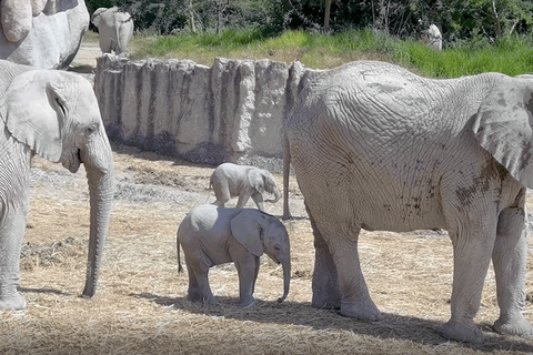 Africam Safari Conservation Park