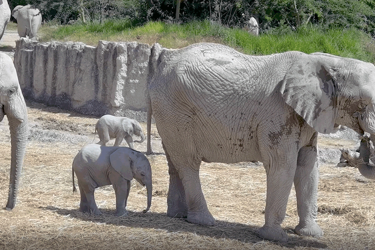 Africam Safari Conservation Park